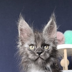 I*Vor Akbars (polydactyl)