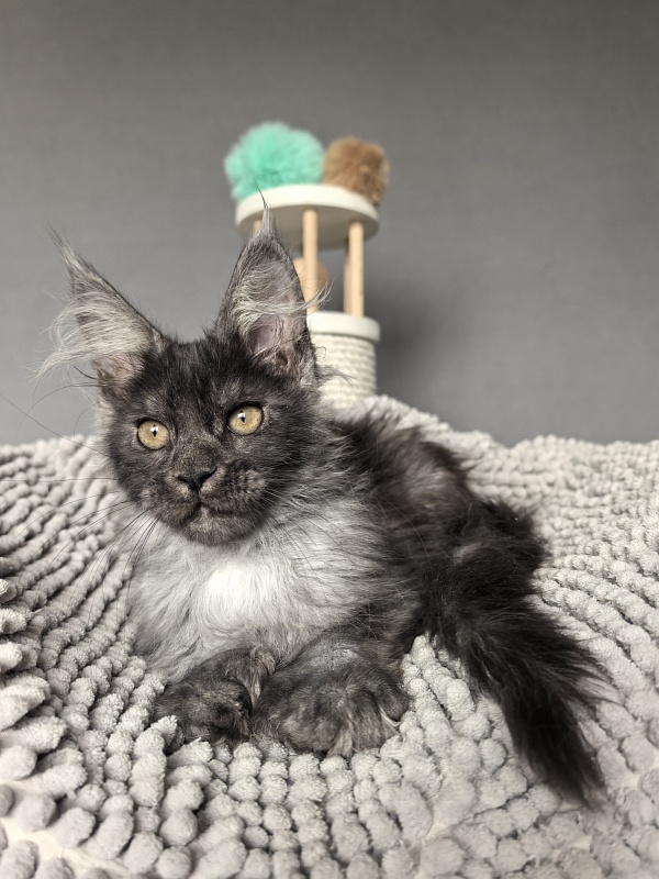 I*Vor Akbars PET (polydactyl) - Kitten maine-coon 3 months 1 week