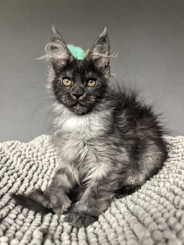 I*Vor Akbars PET (polydactyl) - Kitten maine-coon 3 months 1 week