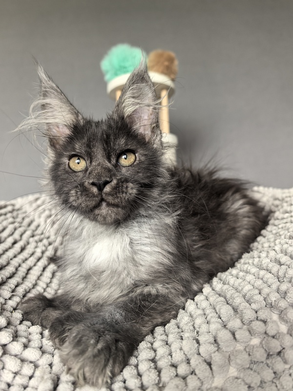 I*Vor Akbars PET (polydactyl) - Kitten maine-coon 3 months 1 week