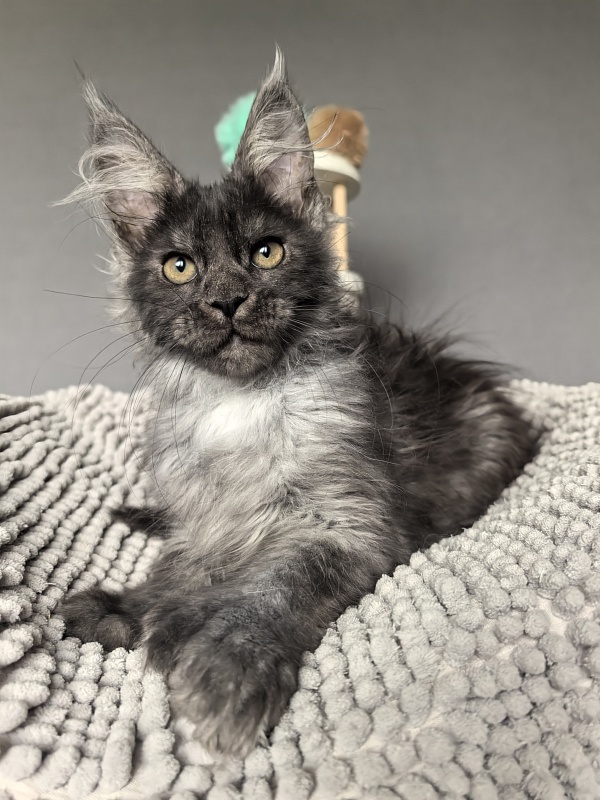 I*Vor Akbars PET (polydactyl) - Kitten maine-coon 3 months 1 week