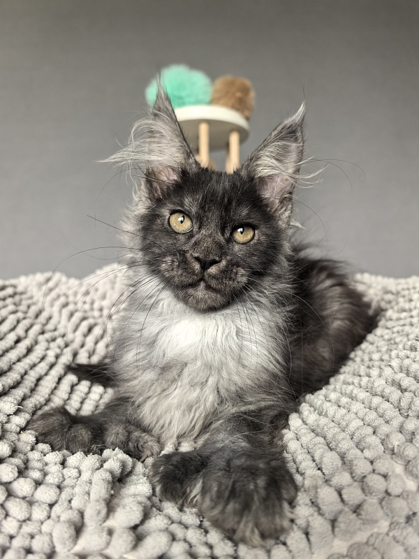 I*Vor Akbars PET (polydactyl) - Kitten maine-coon 3 months 1 week