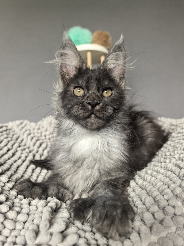 I*Vor Akbars PET (polydactyl) - Kitten maine-coon 3 months 1 week