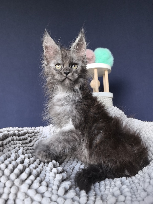 I*Vor Akbars (polydactyl) - Kitten maine-coon 1 month 3 weeks