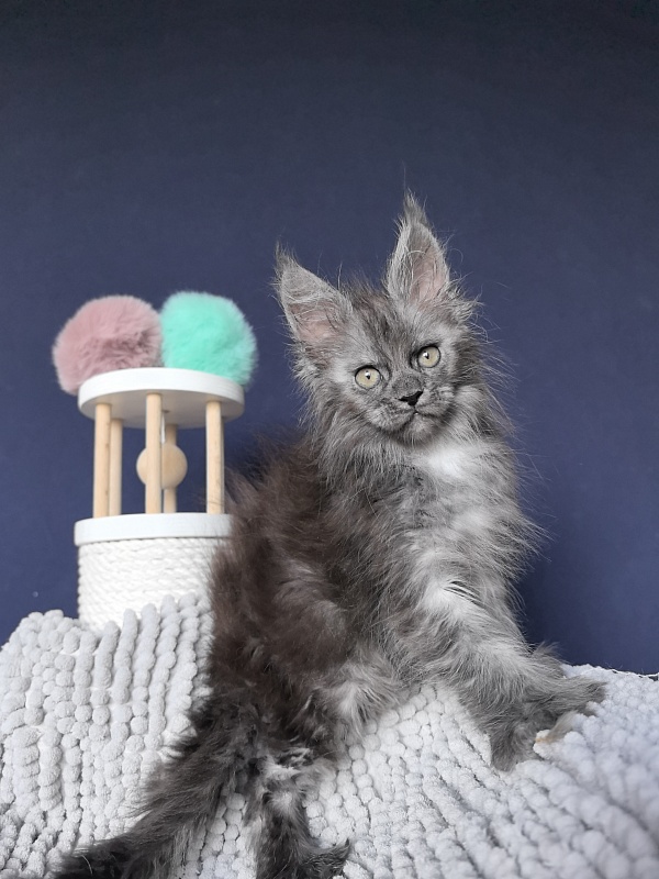 I*Vor Akbars (polydactyl) - Kitten maine-coon 1 month 3 weeks