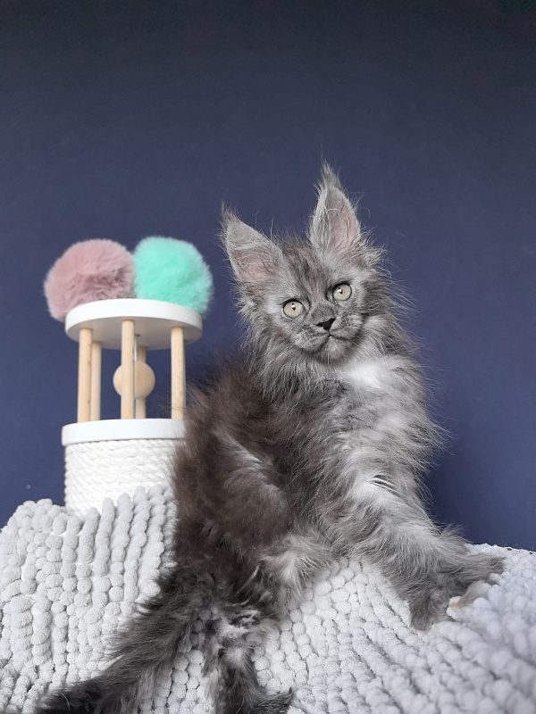 I*Vor Akbars (polydactyl) - Kitten maine-coon 1 month 3 weeks