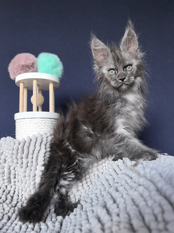 I*Vor Akbars (polydactyl) - Kitten maine-coon 1 month 3 weeks