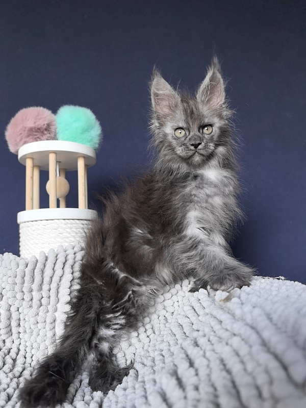 I*Vor Akbars (polydactyl) - Kitten maine-coon 1 month 3 weeks
