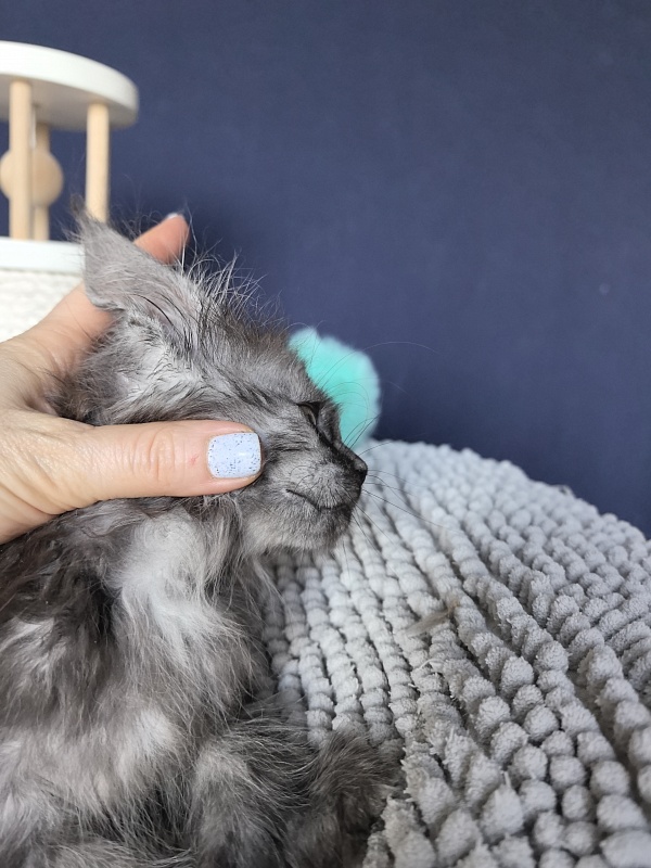 I*Vor Akbars (polydactyl) - Kitten maine-coon 1 month 3 weeks