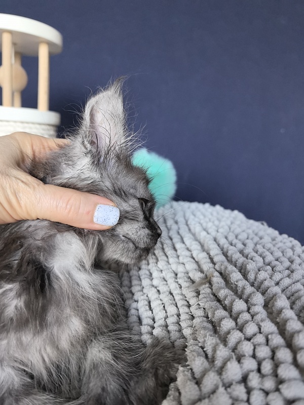I*Vor Akbars (polydactyl) - Kitten maine-coon 1 month 3 weeks