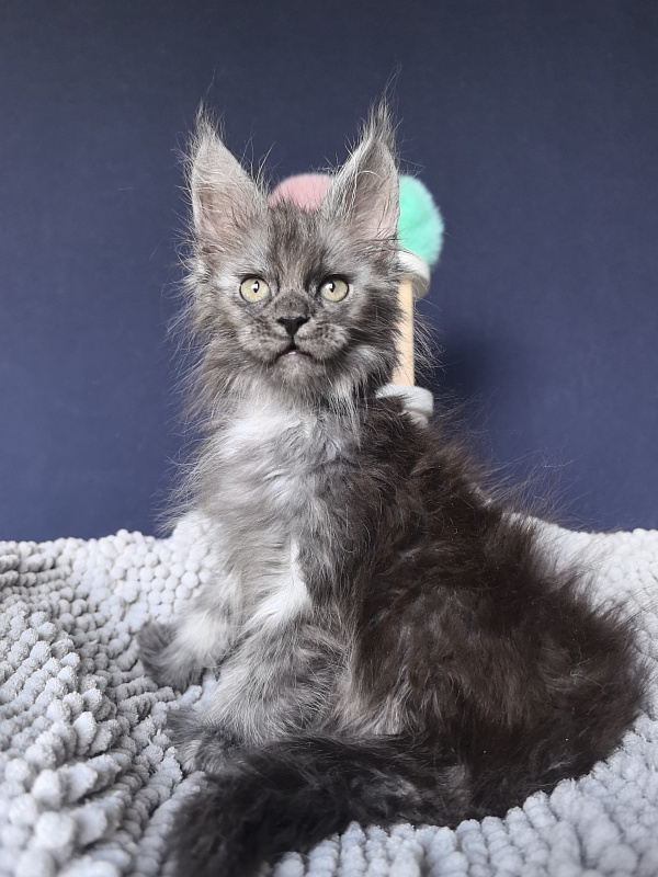 I*Vor Akbars (polydactyl) - Kitten maine-coon 1 month 3 weeks