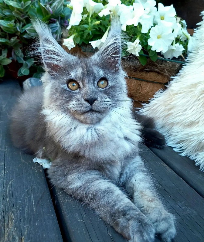 Zelda Akbars - Kitten maine-coon 4 months