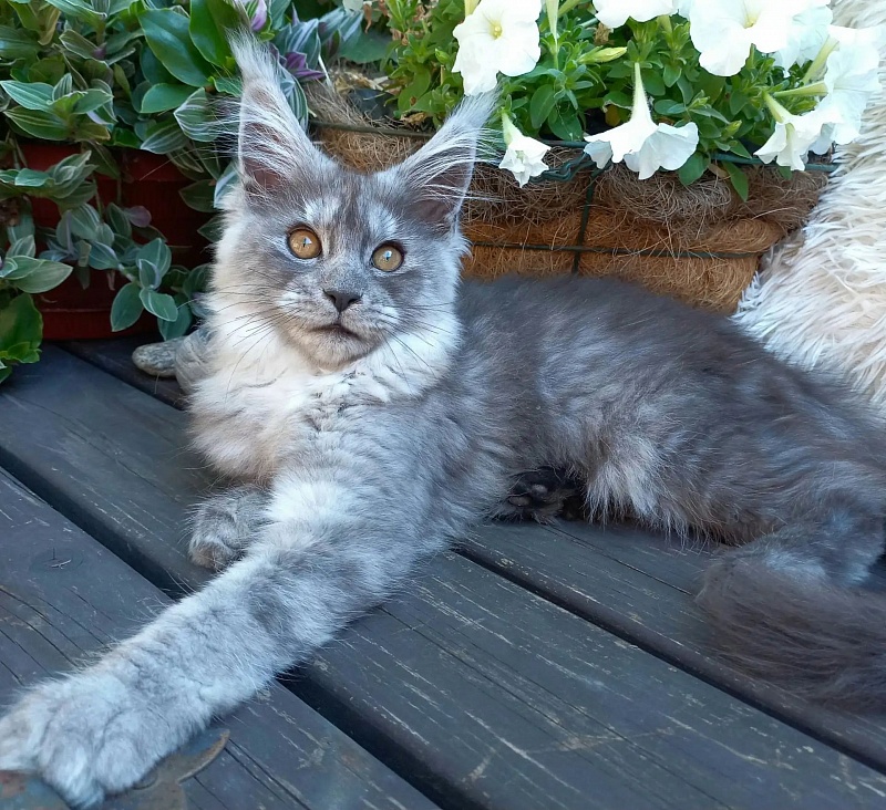 Zelda Akbars - Kitten maine-coon 4 months