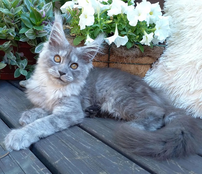 Zelda Akbars - Kitten maine-coon 4 months