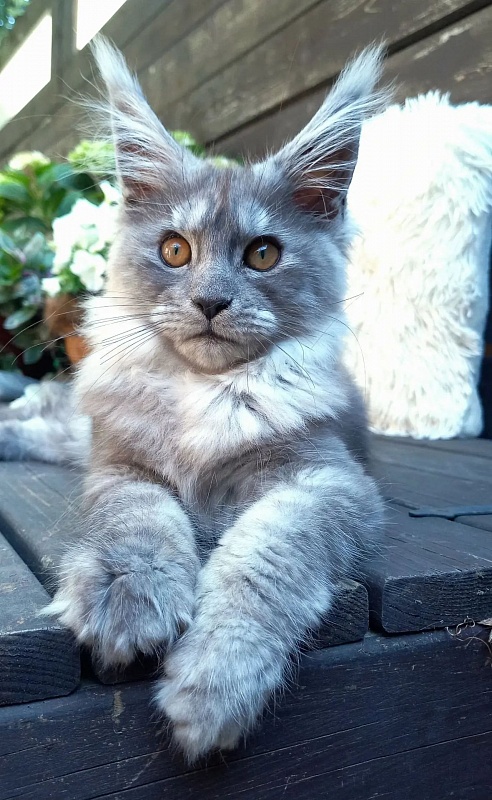 Zelda Akbars - Kitten maine-coon 4 months