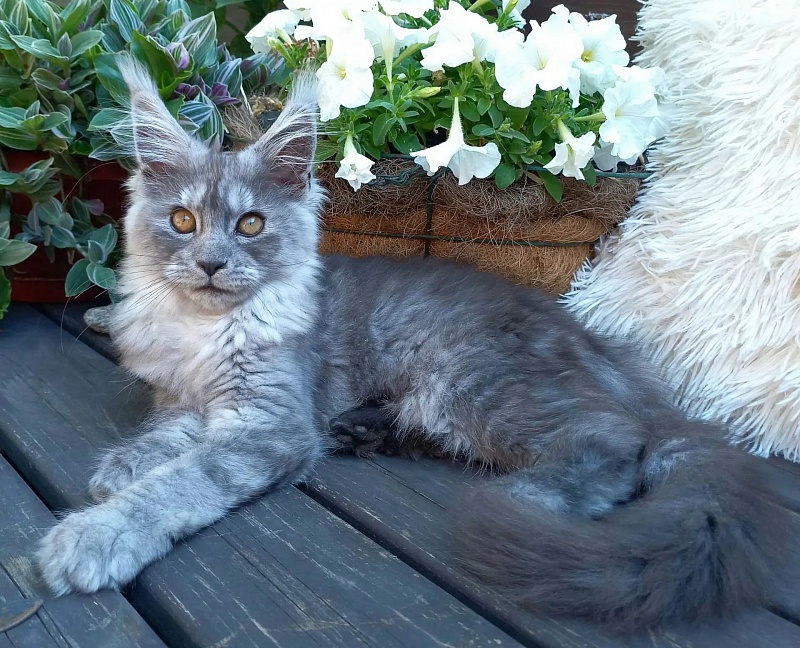 Zelda Akbars - Kitten maine-coon 4 months
