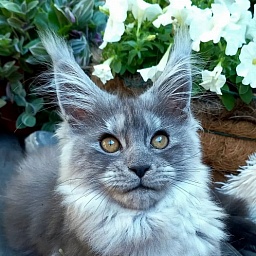 Zelda Akbars