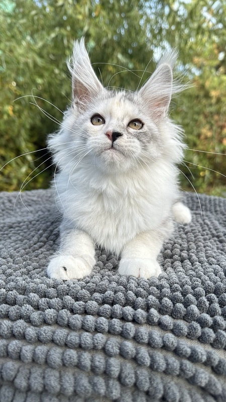 Henrietta Akbars - Kitten maine-coon 2 months 3.5 weeks