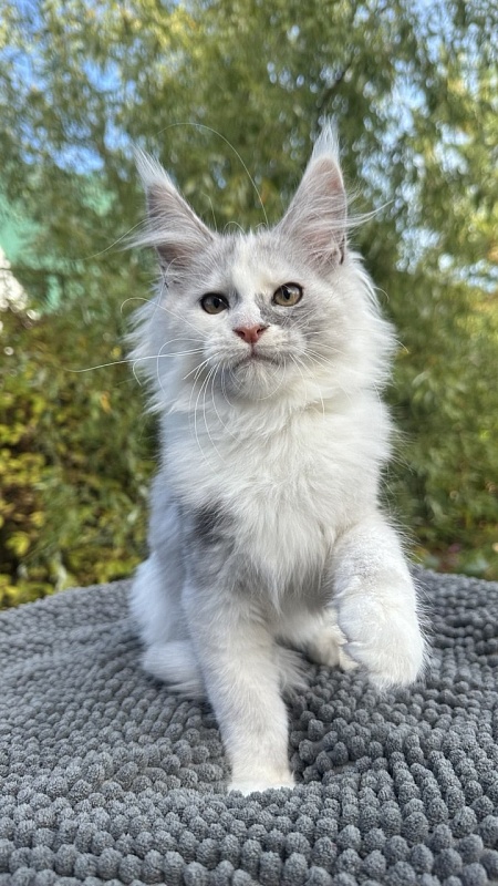 Henrietta Akbars - Kitten maine-coon 2 months 3.5 weeks