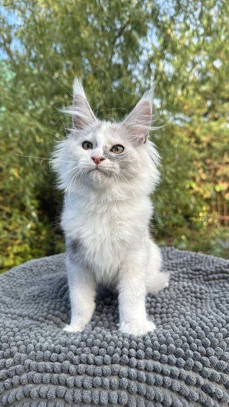 Henrietta Akbars - Kitten maine-coon 2 months 3.5 weeks
