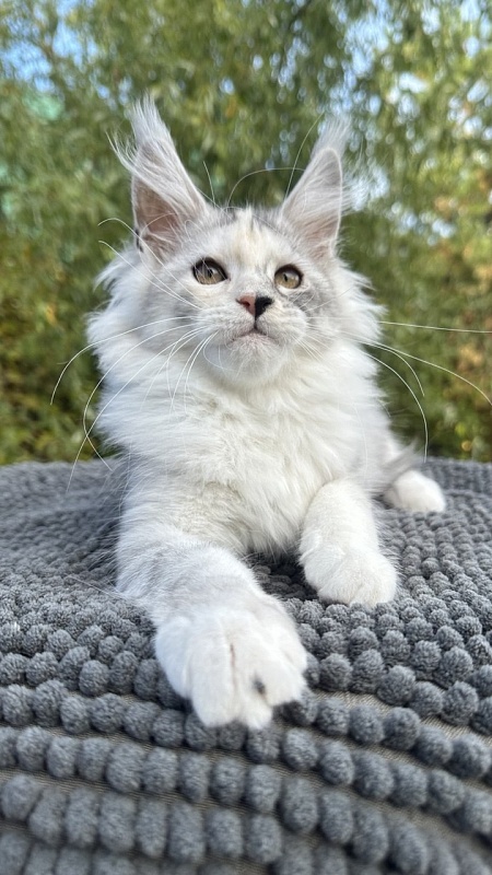 Henrietta Akbars - Kitten maine-coon 2 months 3.5 weeks