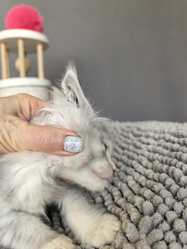 Henrietta Akbars - Kitten maine-coon