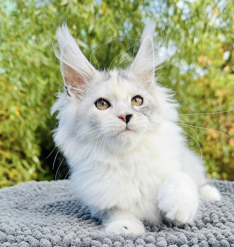 Henrietta Akbars - Kitten maine-coon 3 months 0.5 weeks