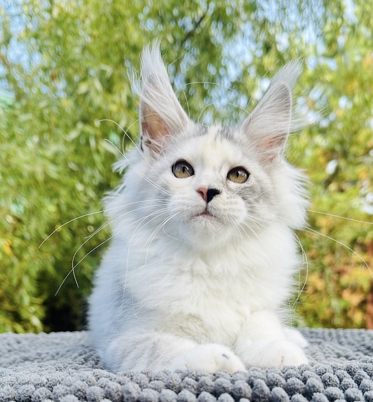 Henrietta Akbars - Kitten maine-coon 3 months 0.5 weeks