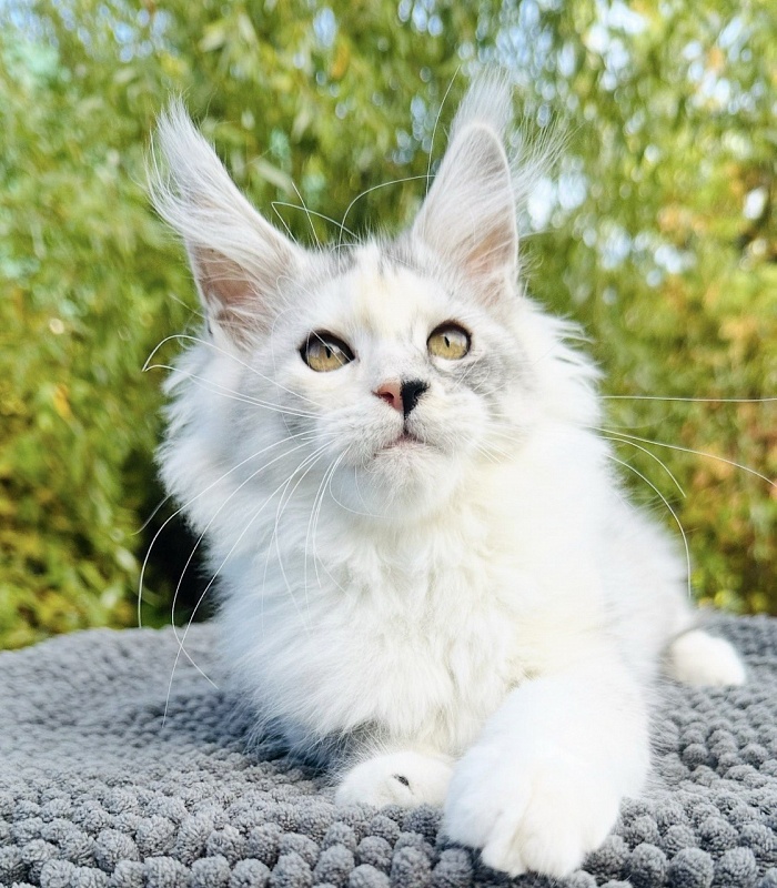 Henrietta Akbars - Kitten maine-coon 3 months 0.5 weeks