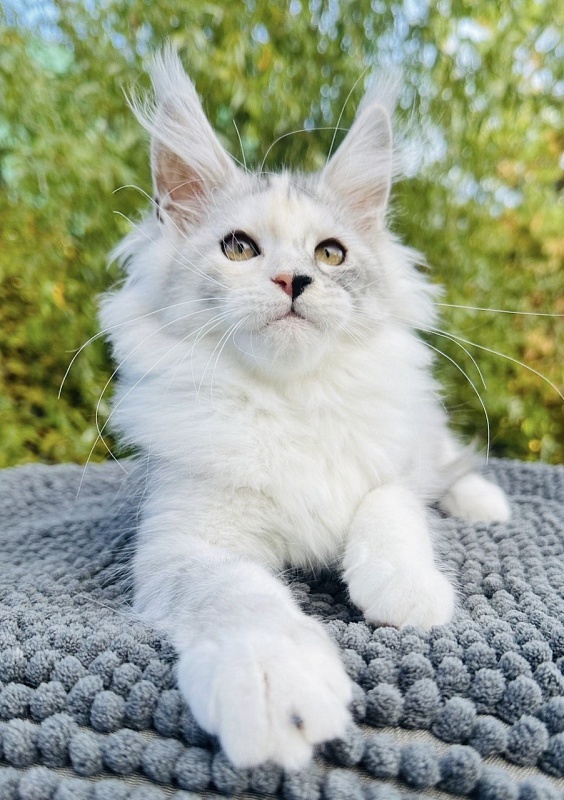 Henrietta Akbars - Kitten maine-coon 3 months 0.5 weeks