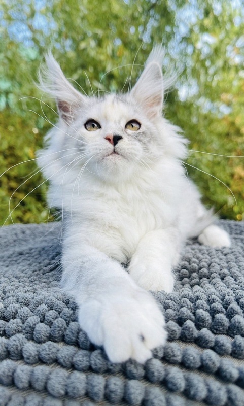 Henrietta Akbars - Kitten maine-coon 3 months 0.5 weeks