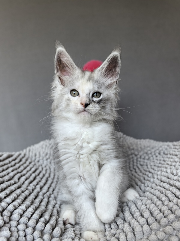 Henrietta Akbars - Kitten maine-coon
