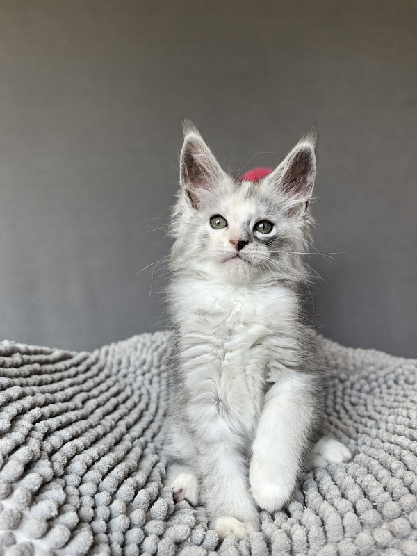 Henrietta Akbars - Kitten maine-coon