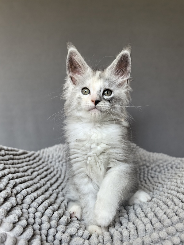 Henrietta Akbars - Kitten maine-coon
