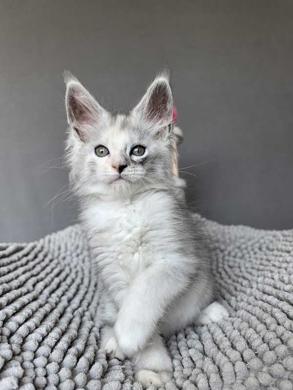 Henrietta Akbars - Kitten maine-coon