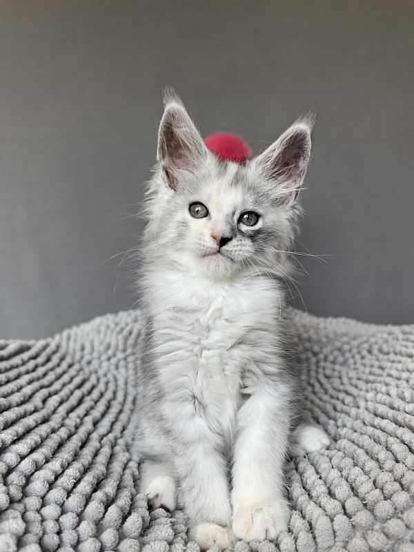 Henrietta Akbars - Kitten maine-coon