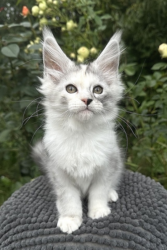 Henrietta Akbars - Kitten maine-coon 2 months 0.5 weeks