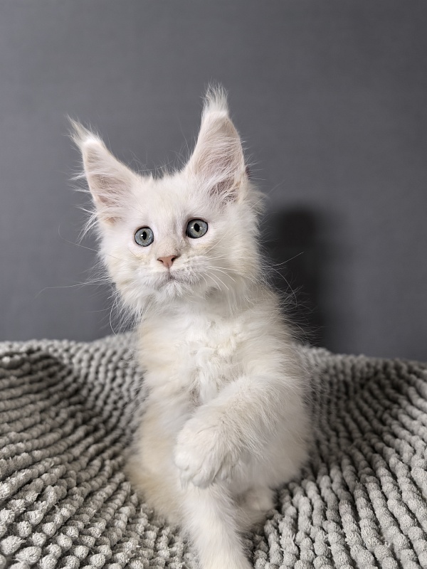 Hattie Akbars - Kitten maine-coon 2 months