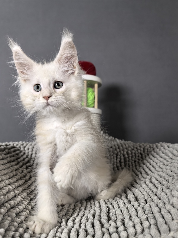 Hattie Akbars - Kitten maine-coon 2 months