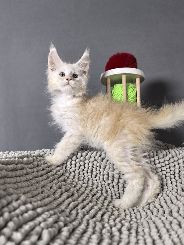 Hattie Akbars - Kitten maine-coon 2 months