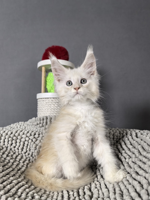 Hattie Akbars - Kitten maine-coon 2 months