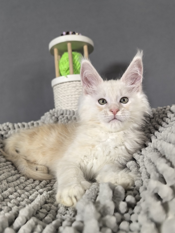 Heidi Akbars - Kitten maine-coon 2 months