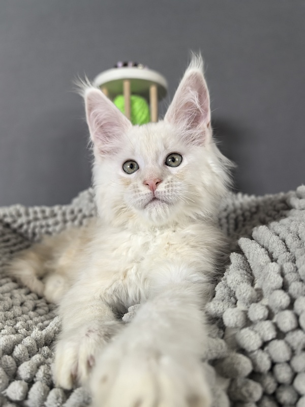 Heidi Akbars - Kitten maine-coon 2 months