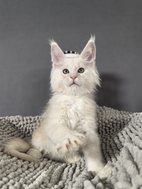 Heidi Akbars - Kitten maine-coon 2 months