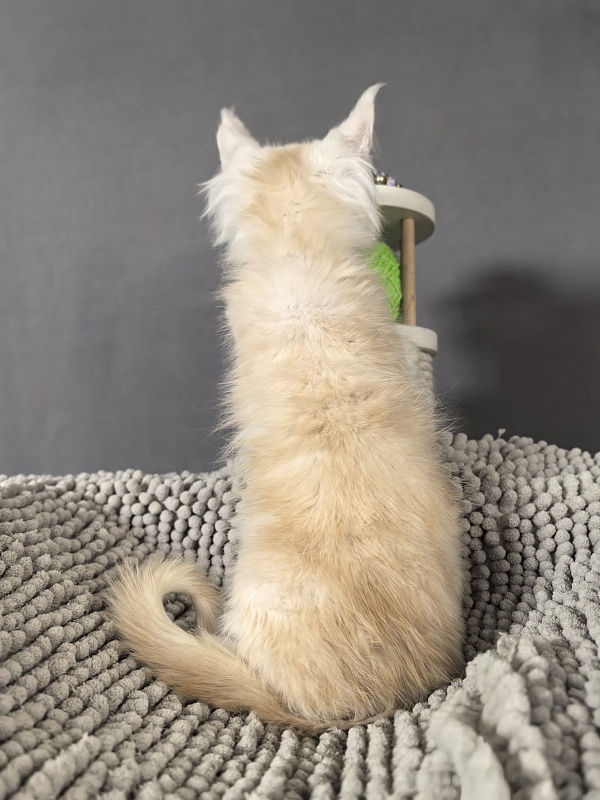 Heidi Akbars - Kitten maine-coon 2 months