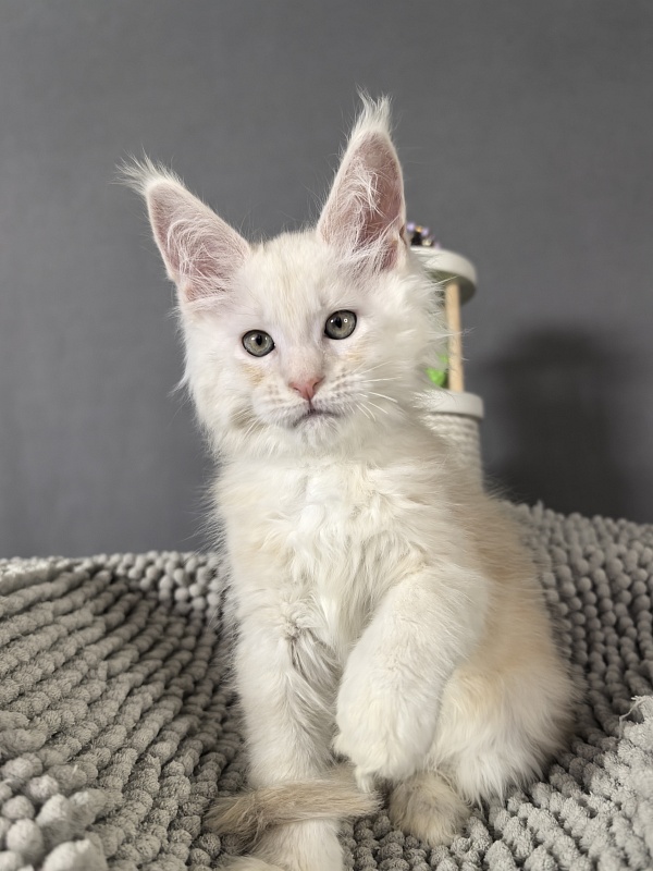 Heidi Akbars - Kitten maine-coon 2 months