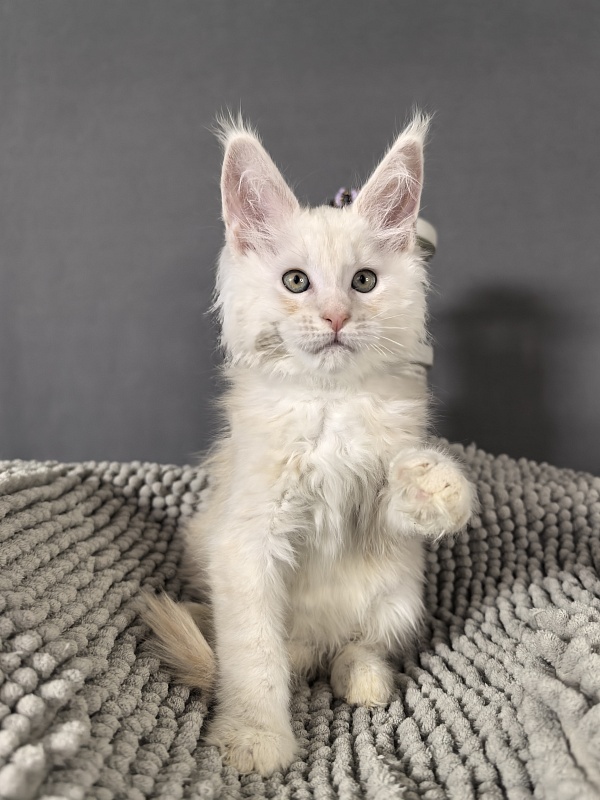 Heidi Akbars - Kitten maine-coon 2 months