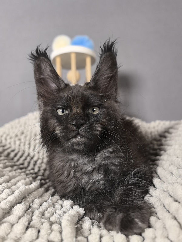 Hawkeye  Akbars - Kitten maine-coon 2 months