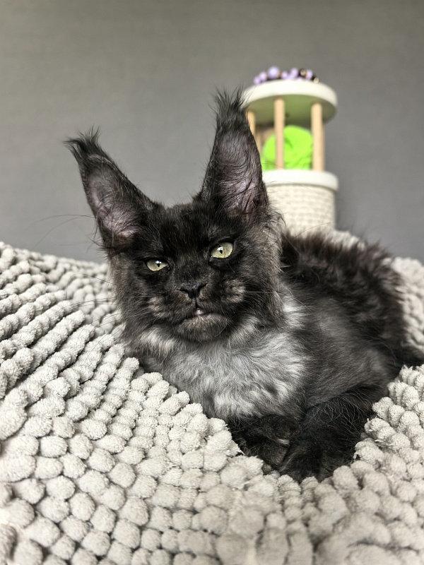 Hawkeye  Akbars - Kitten maine-coon 2 months 2 weeks