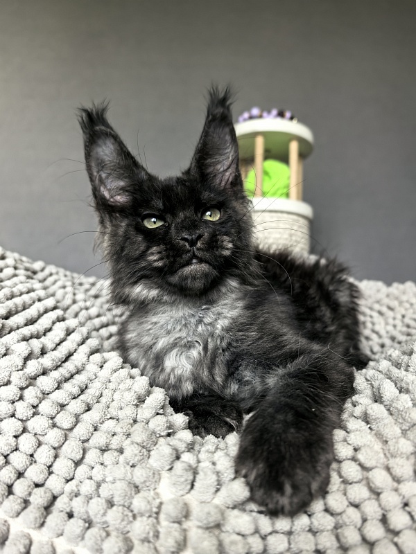 Hawkeye  Akbars - Kitten maine-coon 2 months 2 weeks